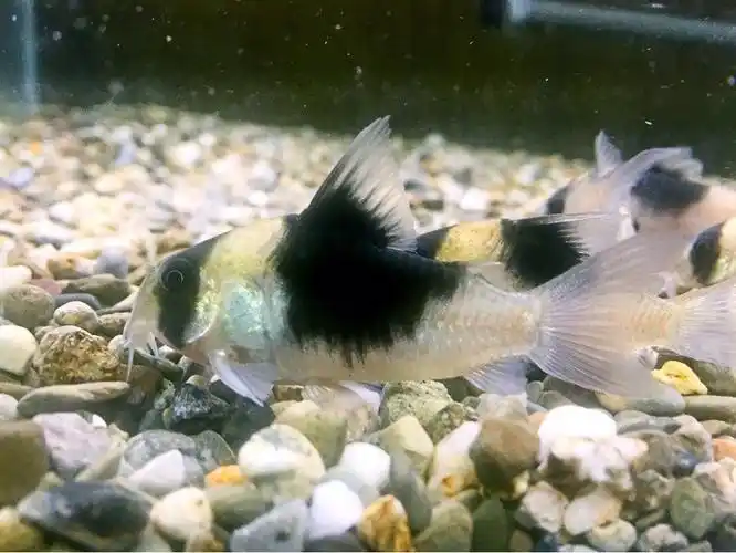 收几条超级双色鼠c51 - 上海鱼友俱乐部 - cta南美水族 - powered by