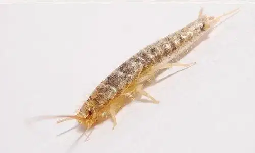 昆虫衣鱼的简笔画