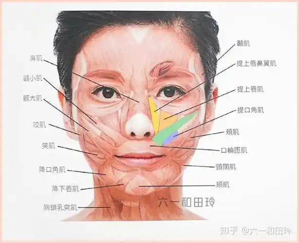 而鼻肌太发达/被牵拉过度,笑起来就会有一种尬笑感,比如说杨紫,张柏芝