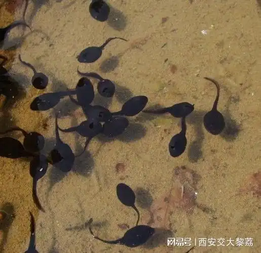 儿时的蝌蚪|金鱼|水鸟|小蝌蚪|青蛙_网易订阅