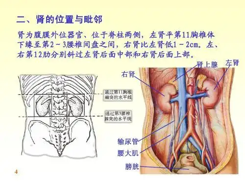 人的肾在哪个位置图片