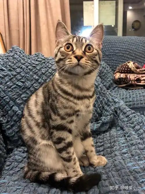 狸花猫有没有什么缺点?