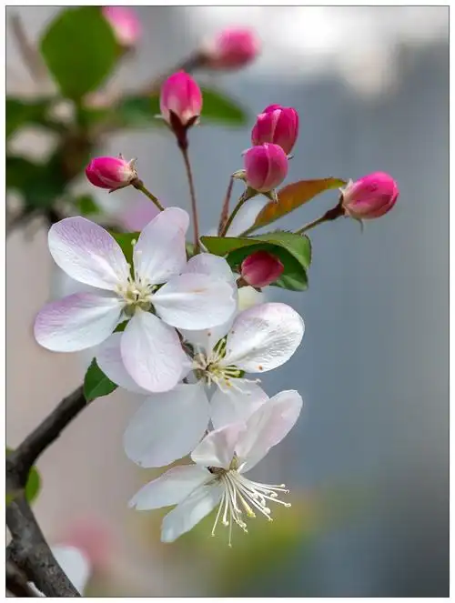 令人心醉的海棠花(精选30图)