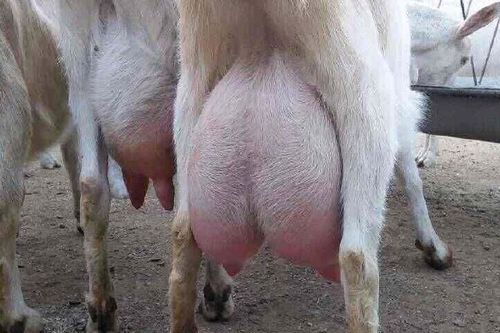 0/只 纯种高产萨能奶山羊日产奶6—13斤