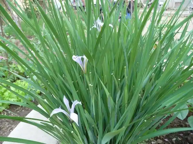 马兰草,辽宁马兰草