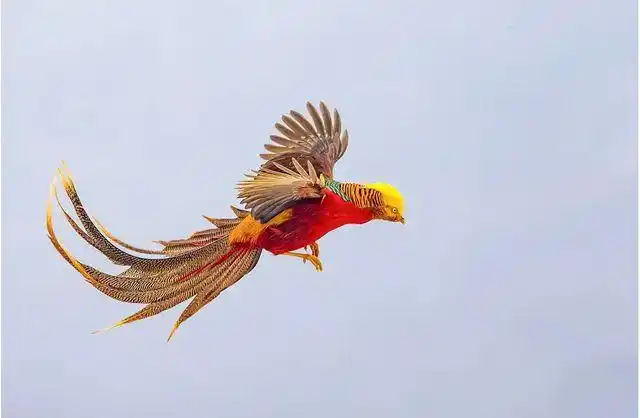 山西老人自称遇见凤凰养4年2只变40只专家出面干预不得再养