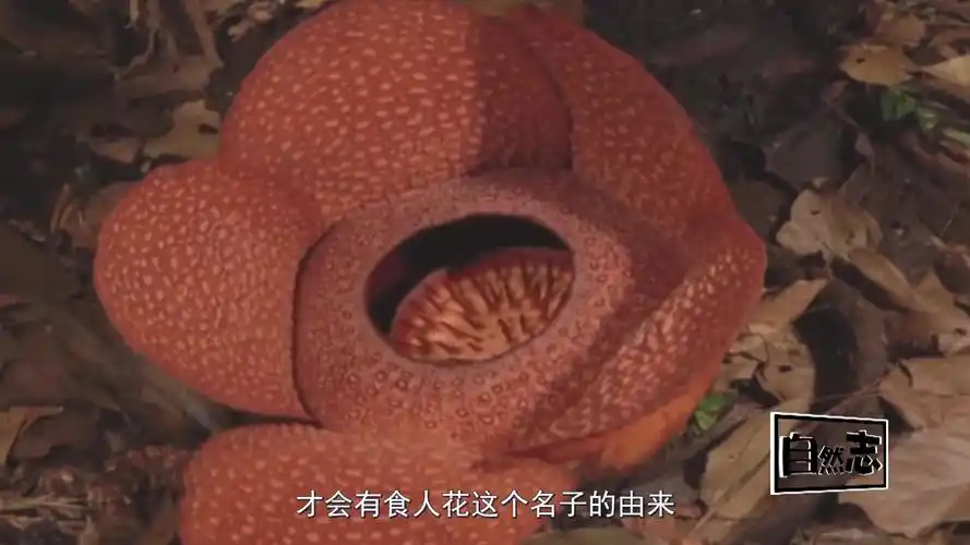 自然志之食人花