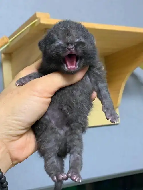 纯黑英短的可爱