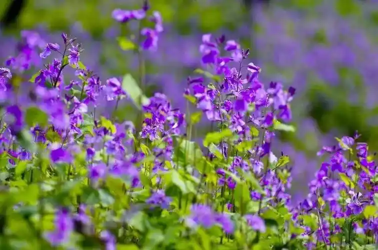 "二月兰"盛放 紫色花海醉游人