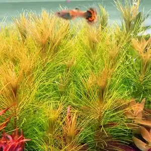 自养水中叶 淡水鱼缸草缸造景有茎类真活体中后景水草 火花百叶草