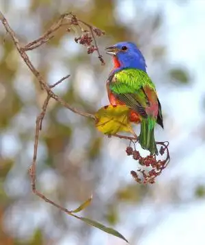 painted bunting,bird,perched,wildlife,nature,looking,colorful