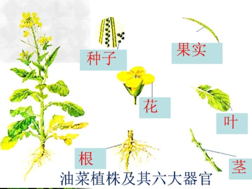 人教版七年级上册生物课件223植物体的结构层次课件共21张ppt