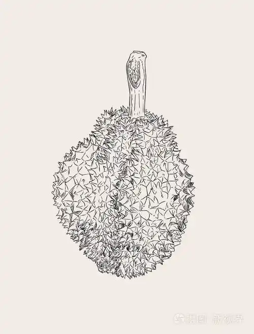 榴莲水果素描矢量之王