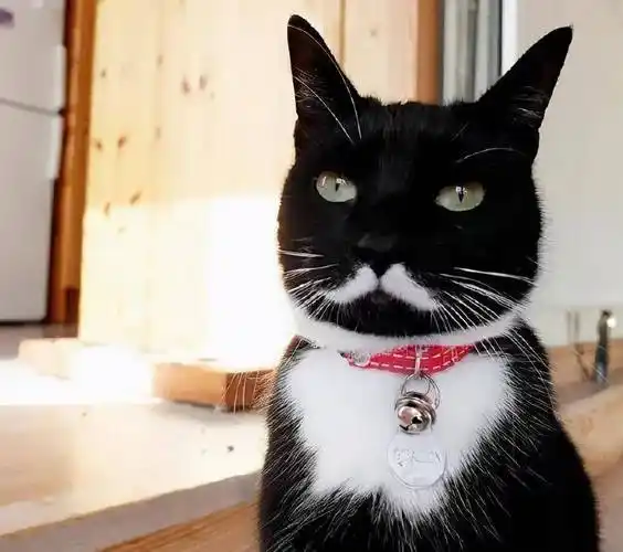 狂笑,这猫长的不可描述,奇怪的想象力越来越多_眉毛_微博_黑眼圈