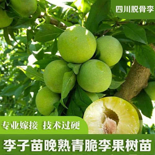 四川脱骨青脆李子苗西梅李果树苗南方空心李汶川晚熟清脆李苗
