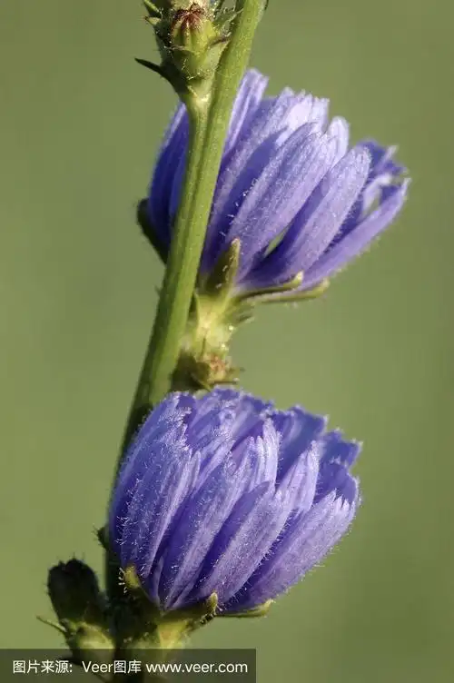 野生菊苣