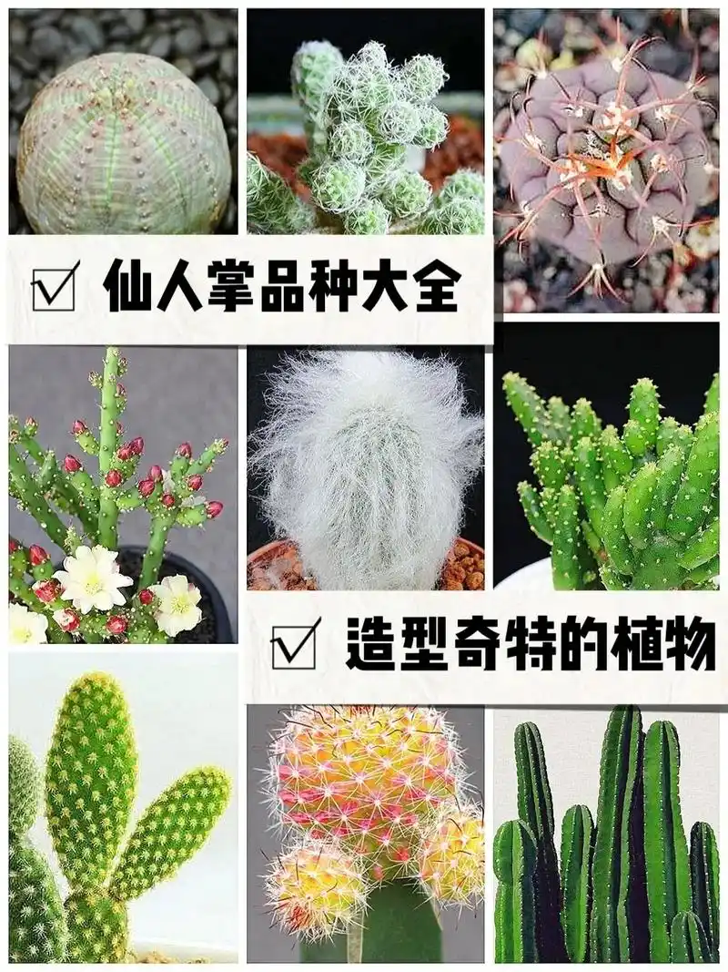 仙人掌品种大全,适合家庭种植#花卉绿植 #养花小知识 #家庭 - 抖音