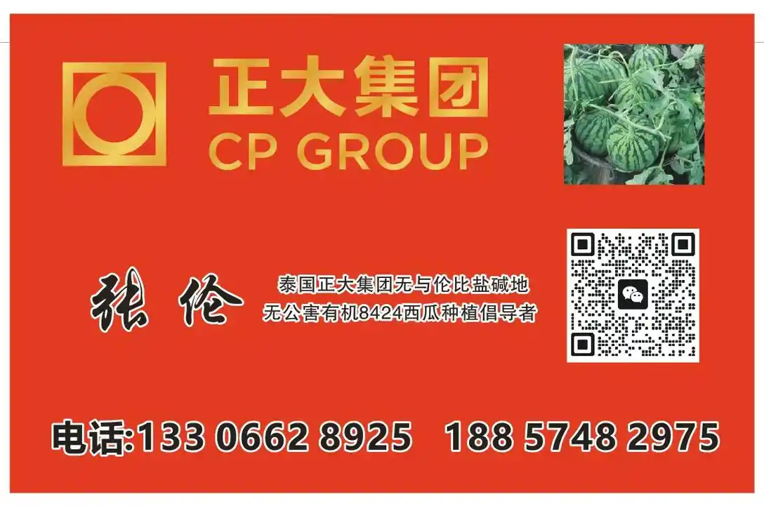 泰国正大集团无与伦比盐碱地无公害西瓜.