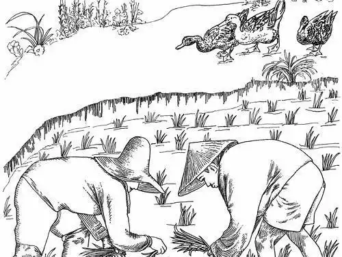 农民种水稻的过程图简笔画(简笔画图片大全) -【爱个性】