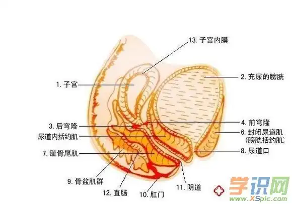 女性为什么会尿道感染