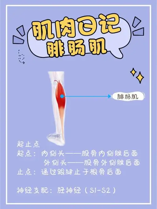 肌肉日记之腓肠肌