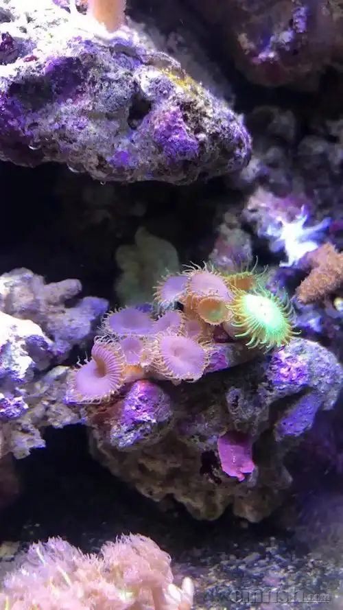 特价出荧光绿水螅