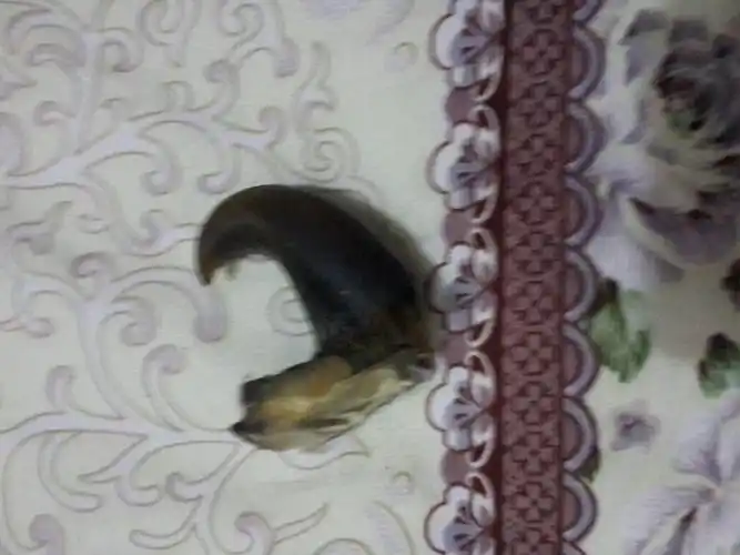 请问这是老虎脚趾甲吗?求解