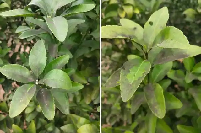 柑橘煤烟病严重