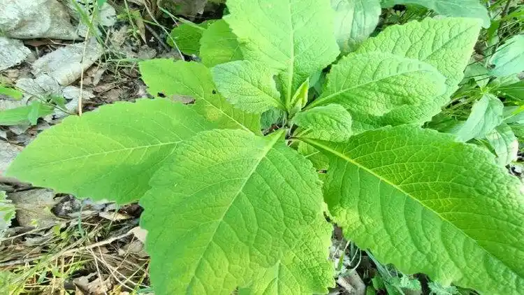 天名精大家认识吗?农民朋友称它为野烟,一起了解认识下