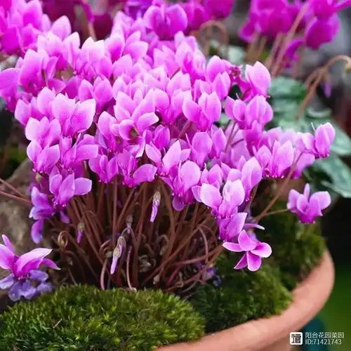 6种花"死扛冻",能在北方长成"元宝树",还能呼呼"喷雪花"