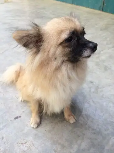 我的狗狗是蝴蝶串 想知道它是蝴蝶犬和什么品种配的 3个月大了 公狗