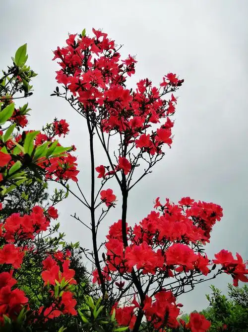 大山深处的野生红杜鹃