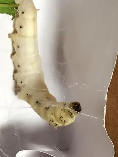 蚕宝宝到了五龄,开始吐丝结网