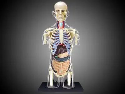 4dmaster透明男性躯干模型人体骨骼骨架内脏其他模型玩具