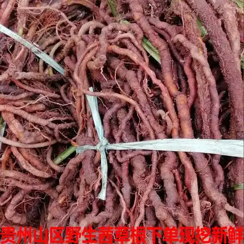 贵州山区野生茜草500g包邮新鲜满江红九龙根红棵子根拉拉秧子