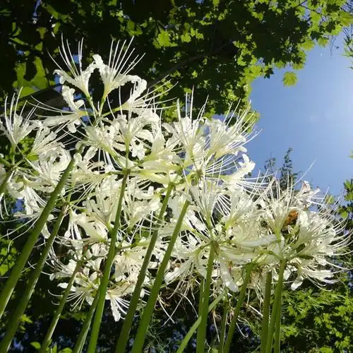 白色彼岸花曼陀罗华曼珠沙华白花种