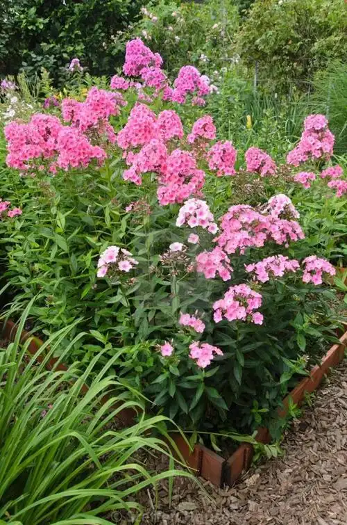 宿根福禄考是夏季里最佳的观花植物!