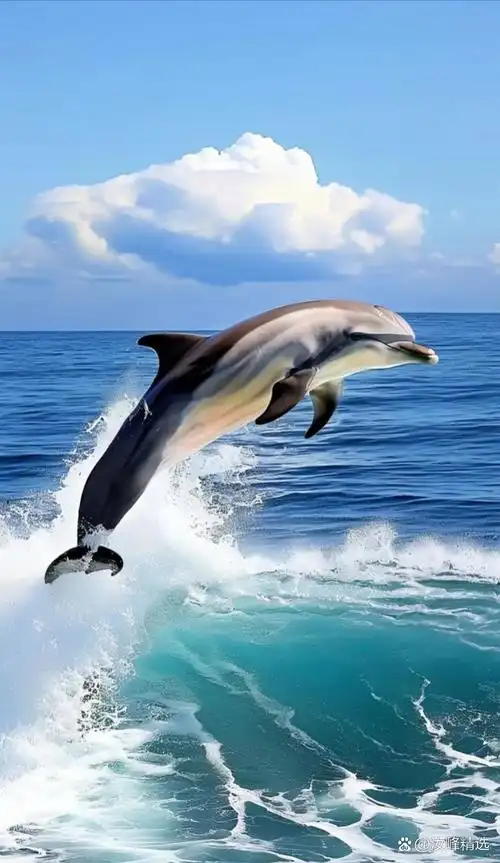 海豚是海洋中灵动的精灵,有着流线型的优美身姿,阳光下的光泽格外迷人