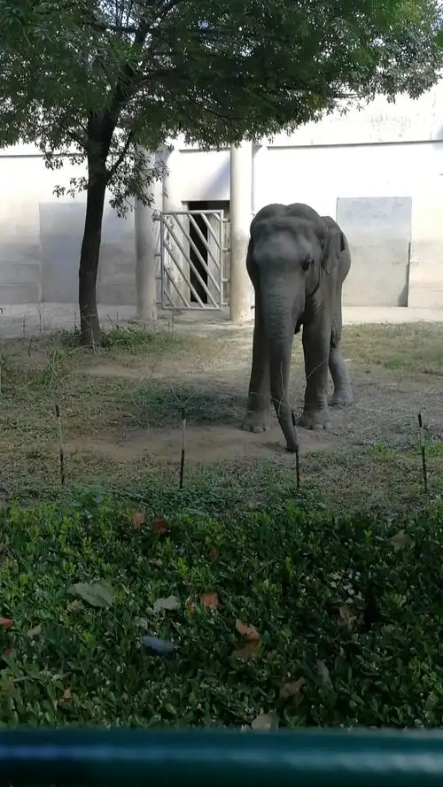 无宵夜不夏天#北京动物园的大象