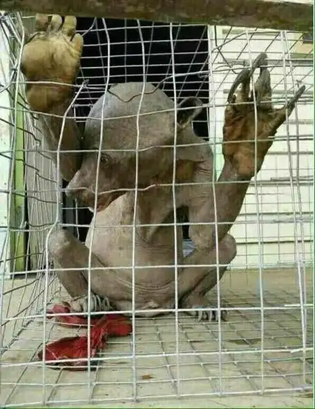 水猴子水鬼图片最真实的水猴子水鬼图片