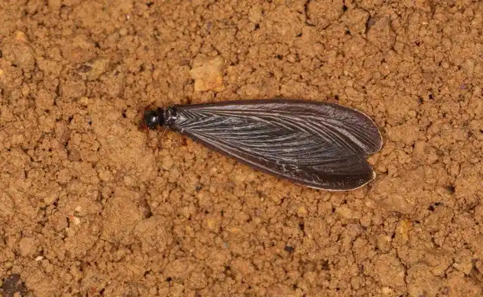 黑翅土白蚁的品级分化_科学知识_ 南京市住房保障和房产局