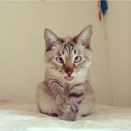 日本对眼猫成网络新星 吐舌卖萌吸引14万粉丝