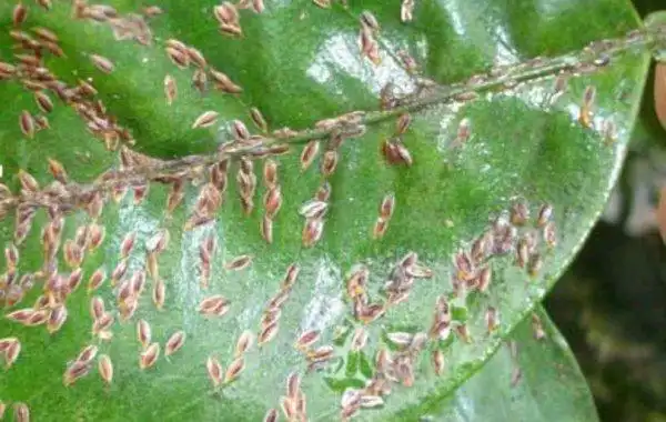 请问梨树蚧壳虫怎么防治效果最好