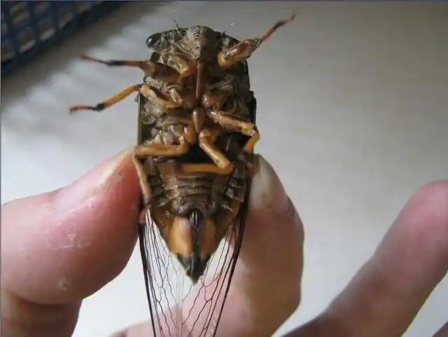 蝉是叫声最响的昆虫,它为啥能叫那么响亮?都是为了下一代啊