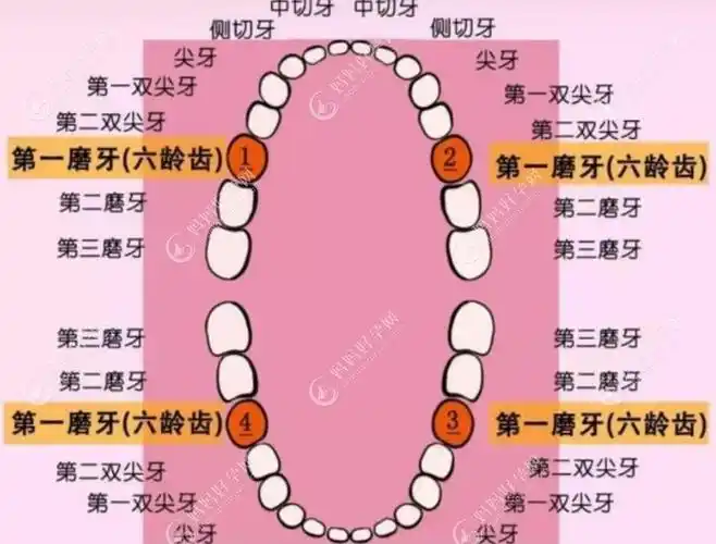 主要是因为这颗牙齿是在孩子6周岁萌生的四颗磨牙,称为第1恒磨牙,上下