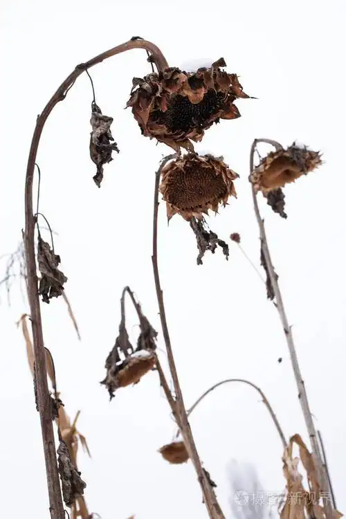 在白色的天空背景上冬天没有种子的枯萎向日葵