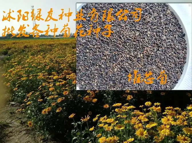各种进口草花种子菊花种子黄金菊堆芯菊永生菊等特别