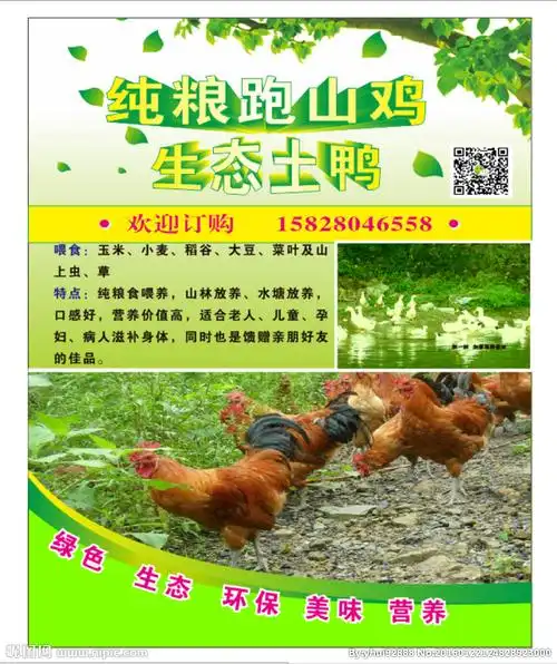 跑山鸡海报设计图__广告设计_广告设计_设计图库_昵图网nipic.com