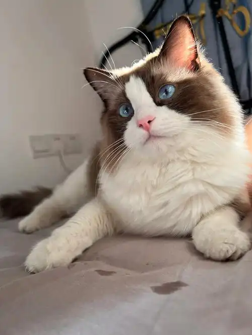 关于一只夏天长毛布偶猫的事实说明