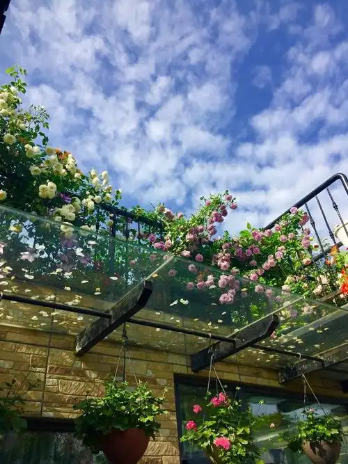 主要种植月季,铁线莲等耐热性强的植物,在下层种植不耐晒的绣球花